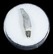 Fossil Porpoise Tooth - Lee Creek Mine #3716-1